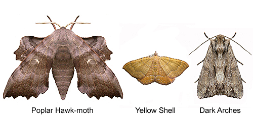 How to Catch a Moth - The Guide to Moth Trapping