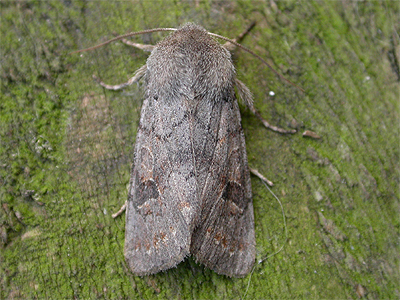 Quaker Moth identification